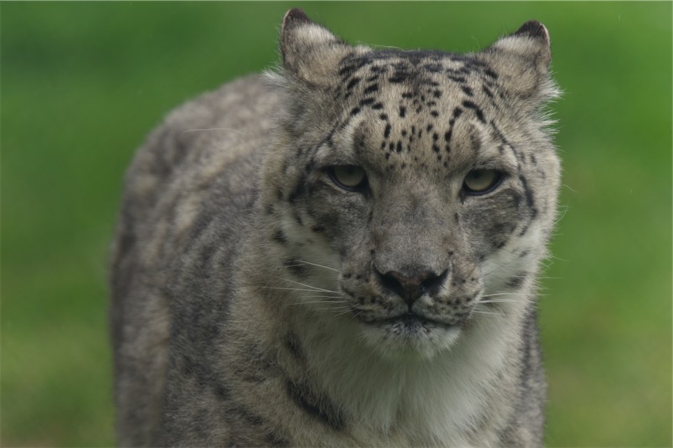 Snow Leopard 0506